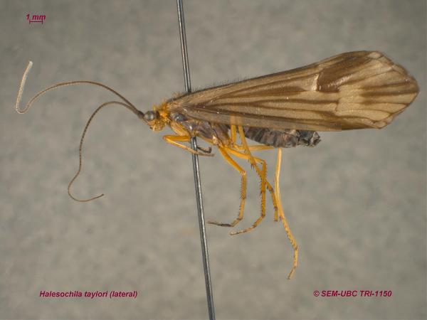 Photo of Halesochila taylori by Spencer Entomological Museum